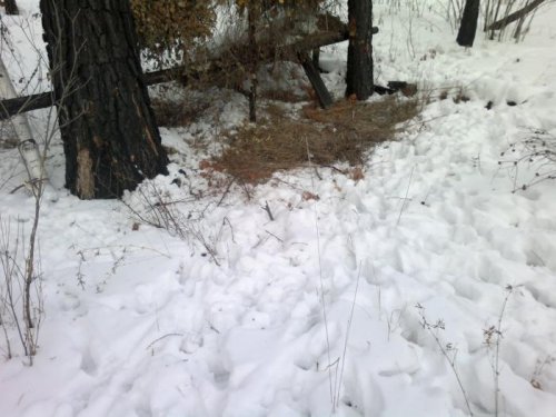 Подход к кормушке