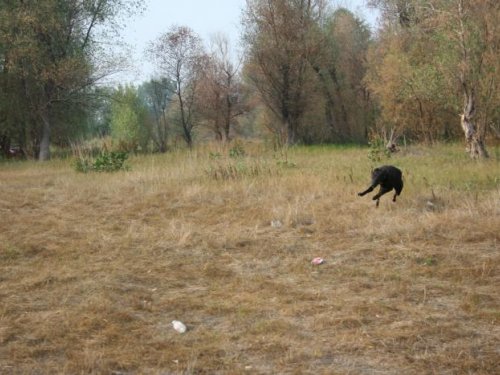 Утренняя проминка