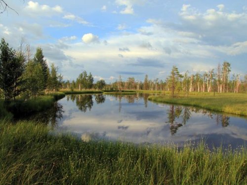 Места обитания сибирского таежного гуменника