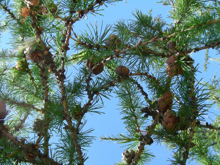 Лиственница_Larix sibirica