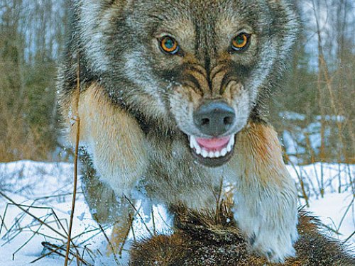 Сидя в уютной качалке перед телевизором легко осуждать варваров-оленеводов в истреблении волков.