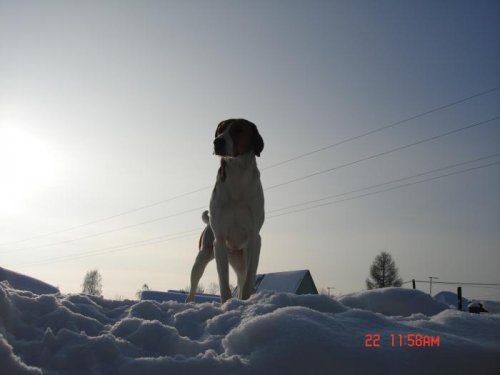 Соловей