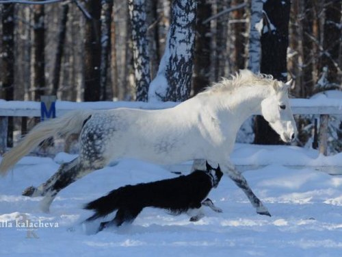 Стриж и Корнет