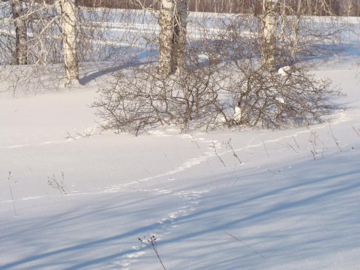 Перекрёстки