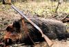 Трое жителей Омской области выплатят 175 тыс за незаконную охоту на кабана