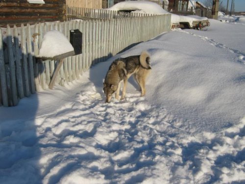 сарамо