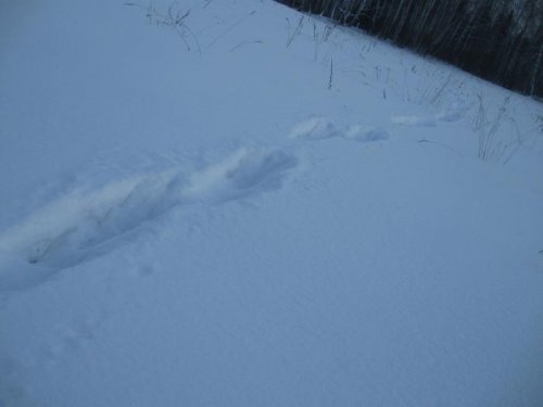 Козьи карьеры