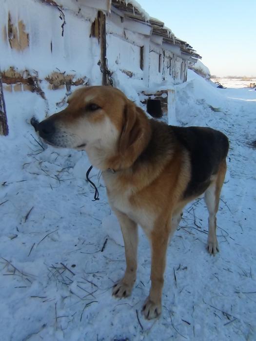 Задор