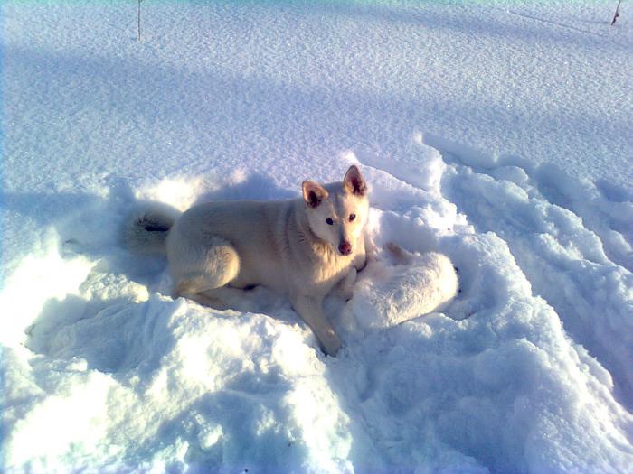 Снова помошник