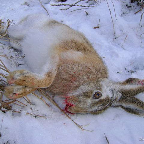 фото с охоты 2010год