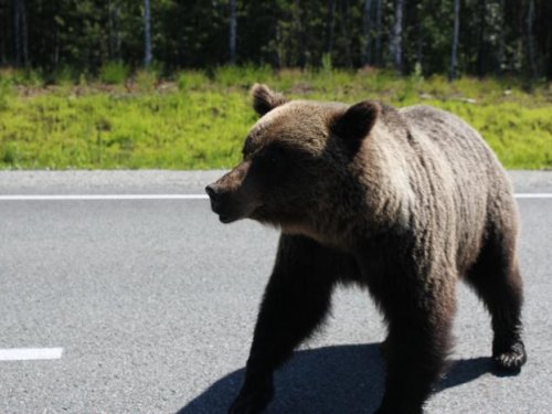 Медведи по улицам ходют-Россия!!!!!