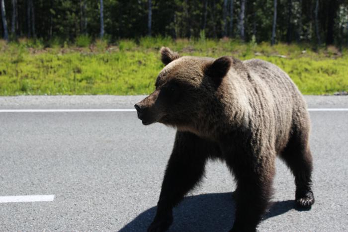 Медведи по улицам ходют-Россия!!!!!