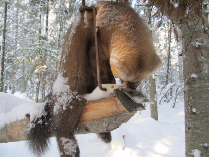 Различные ловушки для охоты на диких животных и птиц | Охота Сибири