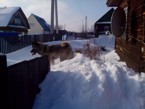 Абрек