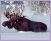 Сложная зима в НСО угрожает гибелью косулям и лосям 