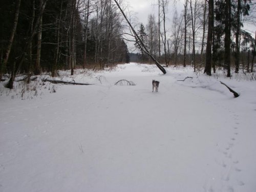 Река волчья.