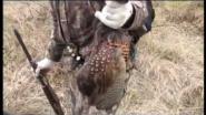 Охота на фазана и утку в астраханской области.