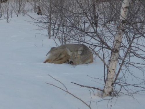 Зима 2013г. НСО. Проселочная дорога. Фото с машины. Обессилившая косулька лежит на снегу в 3 метрах от дороги