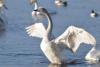Более 350 лебедей-кликунов перезимовали на незамерзающем озере в Алтайском крае