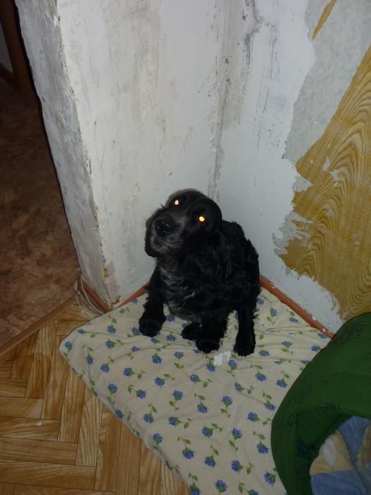 Моя охотница БОМЖ)))))))
