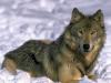 Сибирские актеры массово скупают волчьи шкуры