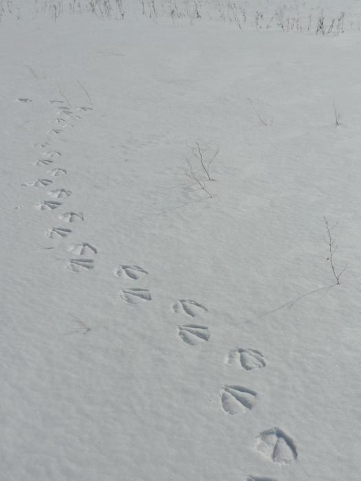 прилетели