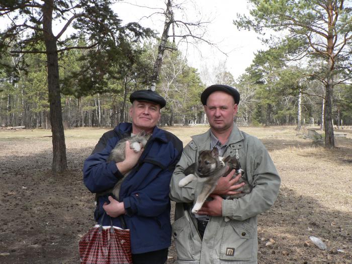 Красноярские лаечники