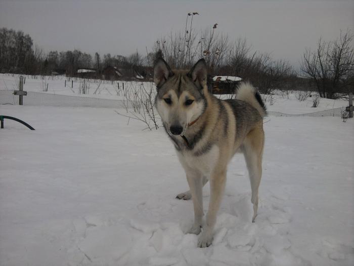 рик
