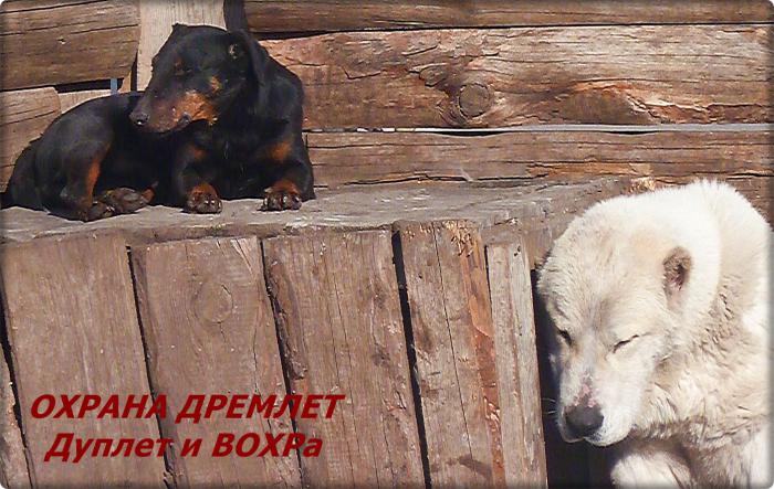 Охрана дремлет