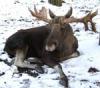 В Кузбассе браконьер заплатил 80 тысяч рублей за отстрел лосей