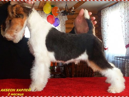 ПРОДАЕТСЯ 