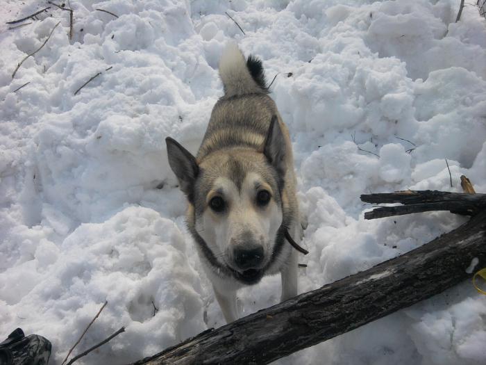 рик