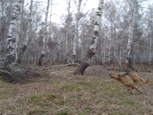 Свобода.