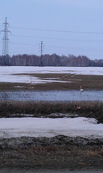 10.04 дорога на Толмачево