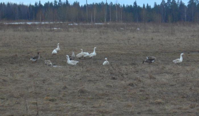 Гуси