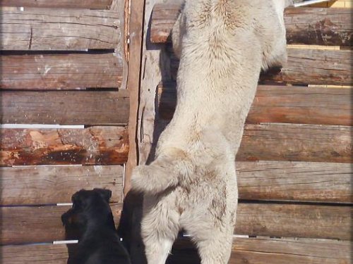 Охрана не дремлет