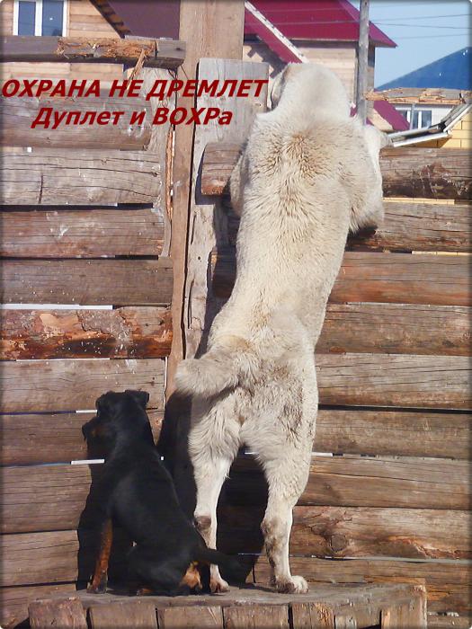 Охрана не дремлет