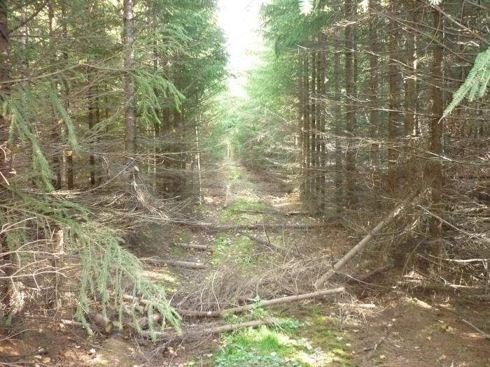 посадки  ЛЕСПРОМХОЗА