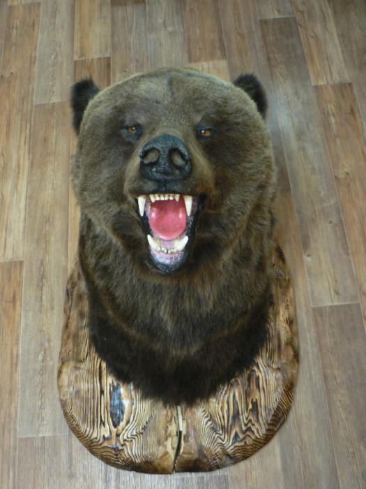 Голова медведя, добытого 10 мая 2013 года