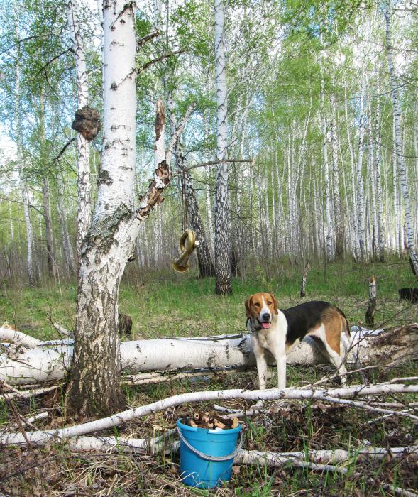 Прогулка в лесу.