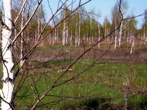 Зайка из под собаки