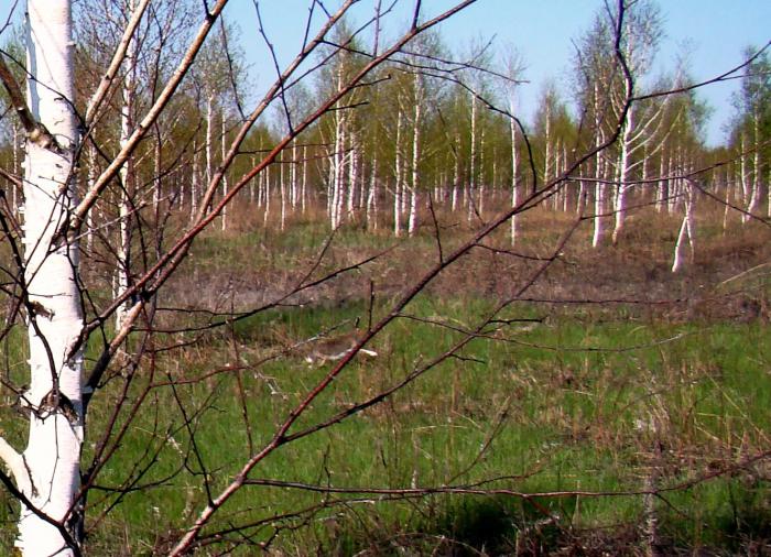 Зайка из под собаки