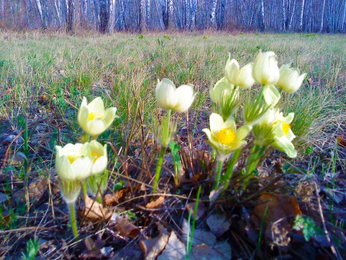 Подснежники в кемеровской области фото