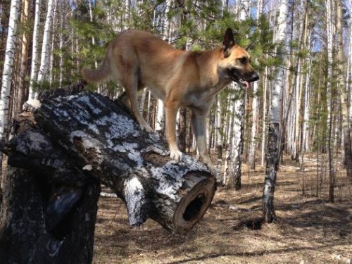 Где зверь!
