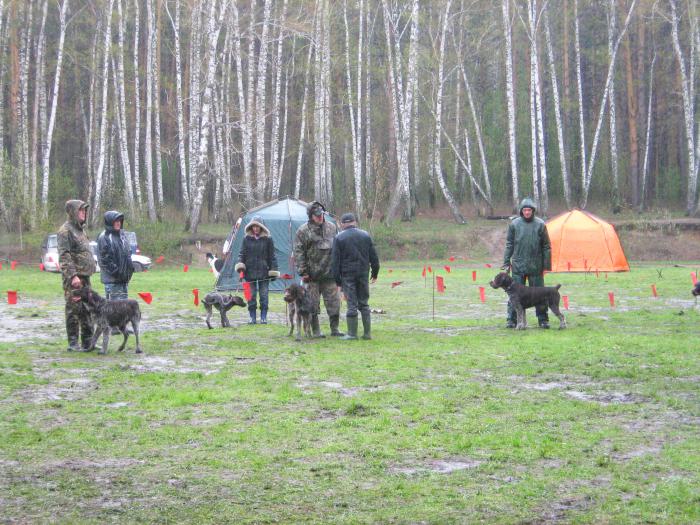 42-ая Новосибирская областная выставка собак охотничьих пород