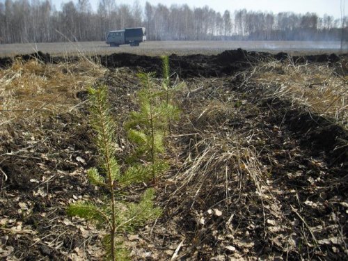 Защита лесных культур мин.полосой от пожара.