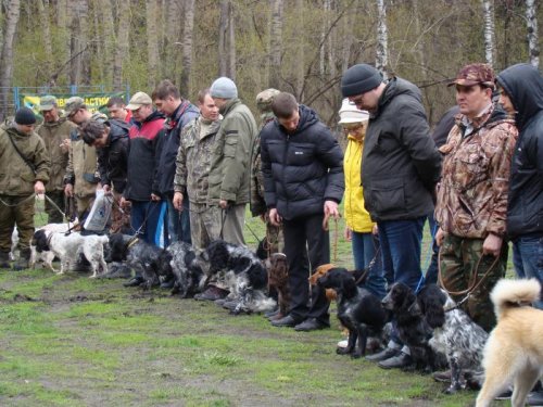 Гвардия спаниелей