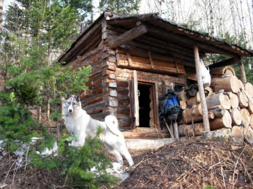 Лесной помощник и друг.