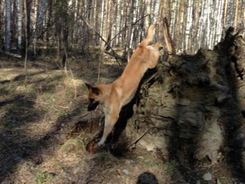 Прыжок!