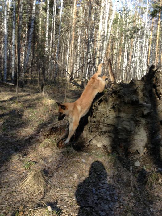 Прыжок!